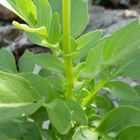 Gynura zeylanica Trimen